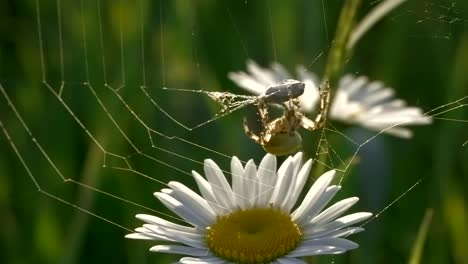 spider on a web with daisy flower