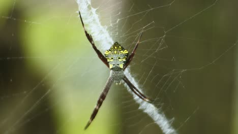 Spinne-Auf-Netzen-HD-Videos