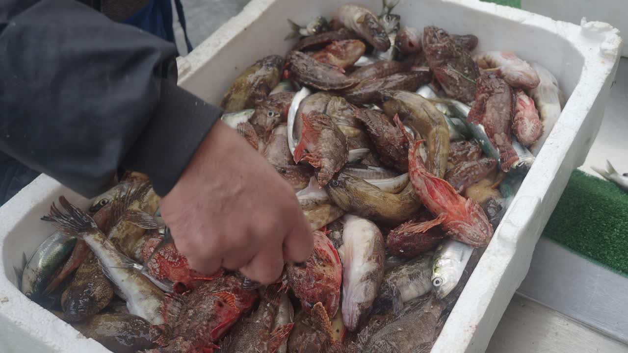 Fisherman's Hand Selecting Fresh Fish in a Market Box