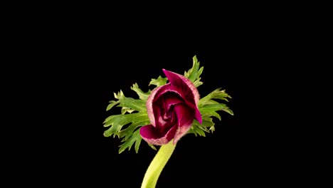 la anémona roja florece sobre un fondo negro, el lapso de tiempo, el canal alfa. video 4k. día de san valentín, día de la madre, primavera, vacaciones, amor, cumpleaños, concepto de pascua