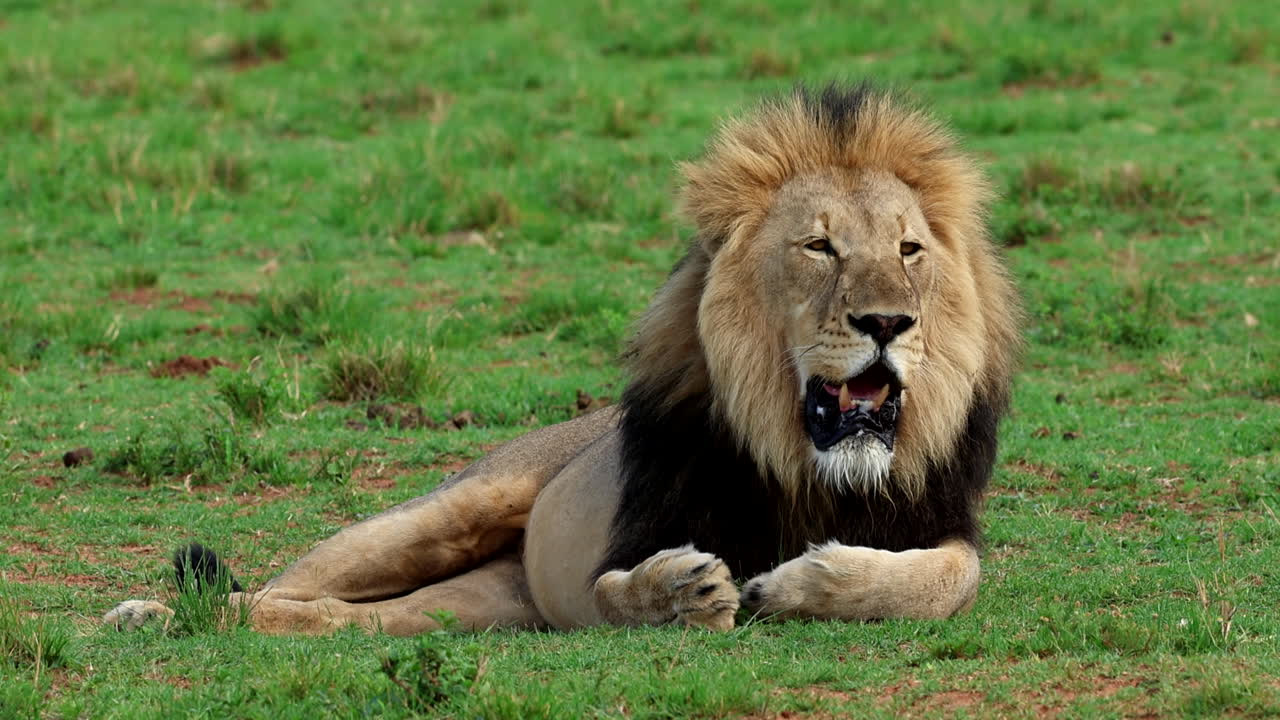 vista de telefoto de un gran león macho africano acostado jadeando después de una gran comida