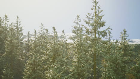 snow covered pine trees in a winter forest