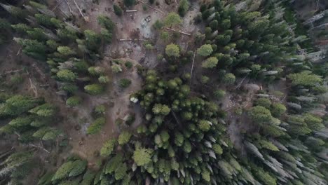 sobrevuelo aéreo con vista de pájaro de las copas de los árboles en sequoia al atardecer