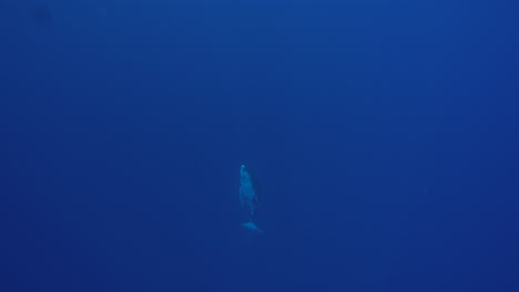 extraordinaria toma en cámara lenta de ballena jorobada bebé que viene del azul profundo y salta fuera del agua