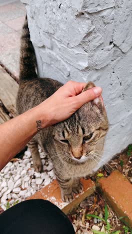 person petting a cat in a garden