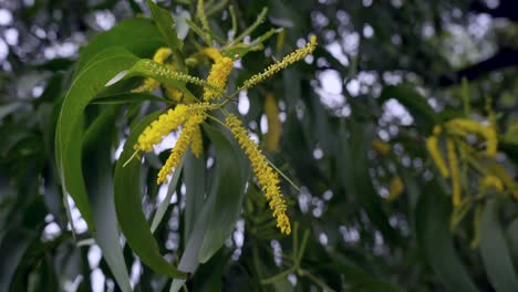 earleaf acacia in rain on green tree closeup maharashtra india