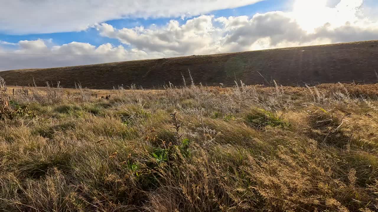 Golden grasses sway in strong wind on a lakeside hillside under dramatic sunset light, with sun rays breaking through clouds and a wide landscape view