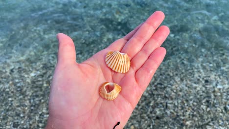 Hand-Hält-Zwei-Orange-weiße-Muscheln-Mit-Löchern-Am-Strand-Mit-Türkisfarbenem-Wasser-In-Manila,-Spanien,-Sommertag,-Statische-4K-Aufnahme