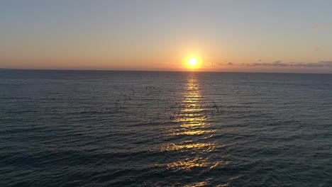 Drone-shot-approaching-a-flock-of-birds-diving-into-the-water-to-catch-fish-with-a-beautiful-sunrise-background