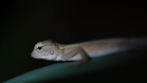 El-Lagarto-De-Jardín-Oriental-También-Se-Llama-Lagarto-De-Jardín-Oriental,-Chupasangre-Y-Lagarto-Cambiable