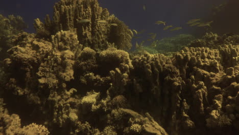 vibrant underwater coral reef with school of fish
