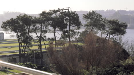 Grupo-De-árboles-Con-Campo-Verde,-Río-Douro-Y-Vila-Nova-De-Gaia-Al-Fondo