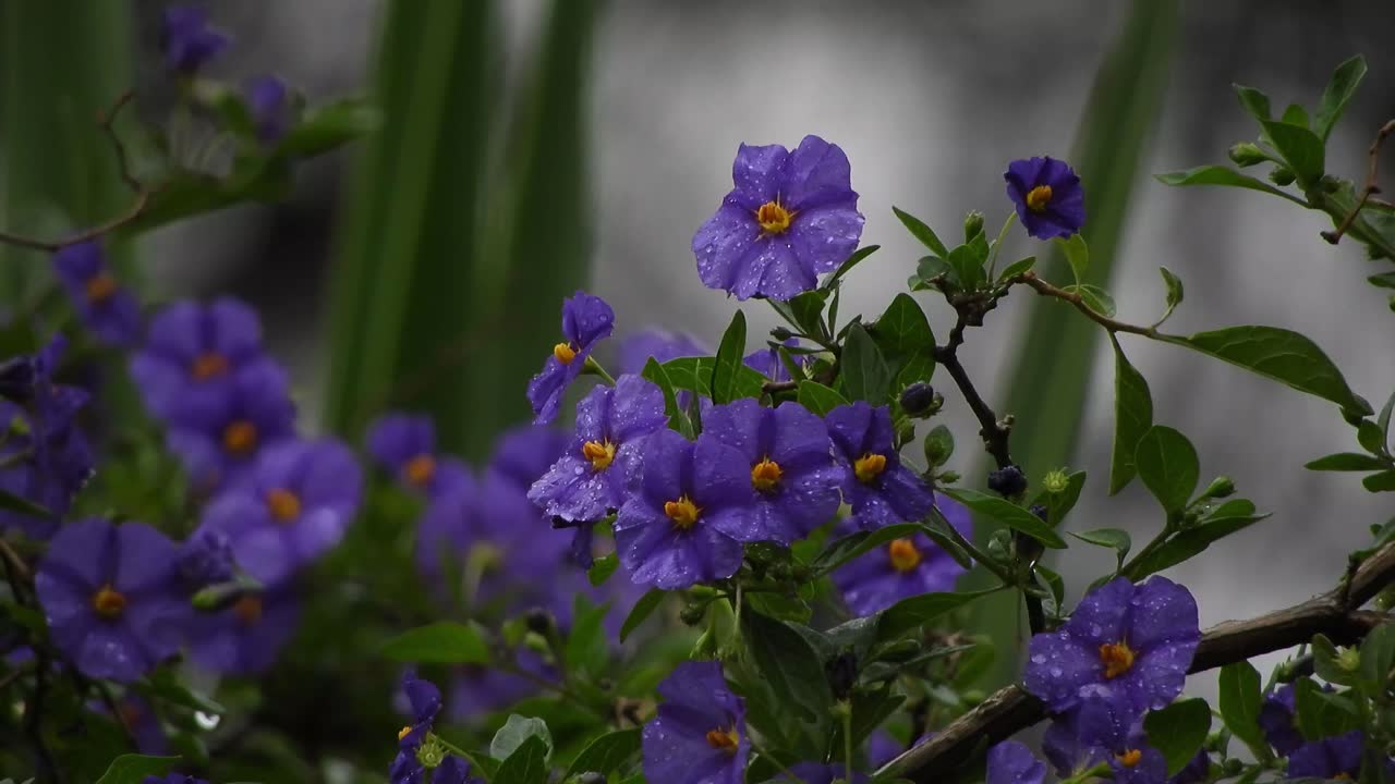 비 오는 날 에메랄드 녹색 잎과 빗방울이 있는 아름다운 보라색과 짙은 보라색 꽃