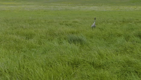 Kranichvögel,-Die-Auf-Der-Wiese-Mit-Hohem-Grünem-Gras-Stehen