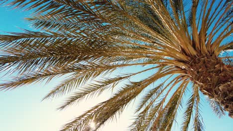 date palm plantation deglet nour with sun rays in the region of biskra algeria