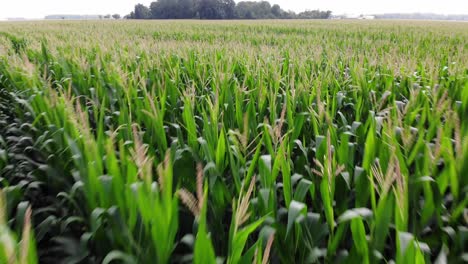 a rising aerial view atop a typical michigan cornfield