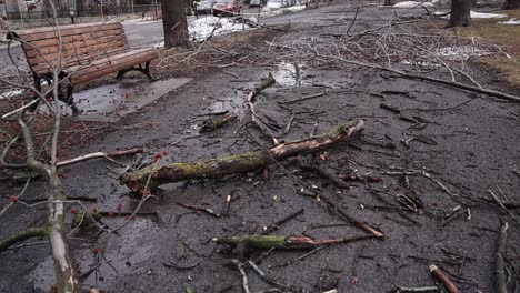 medium shot of broken tree branches near park bench