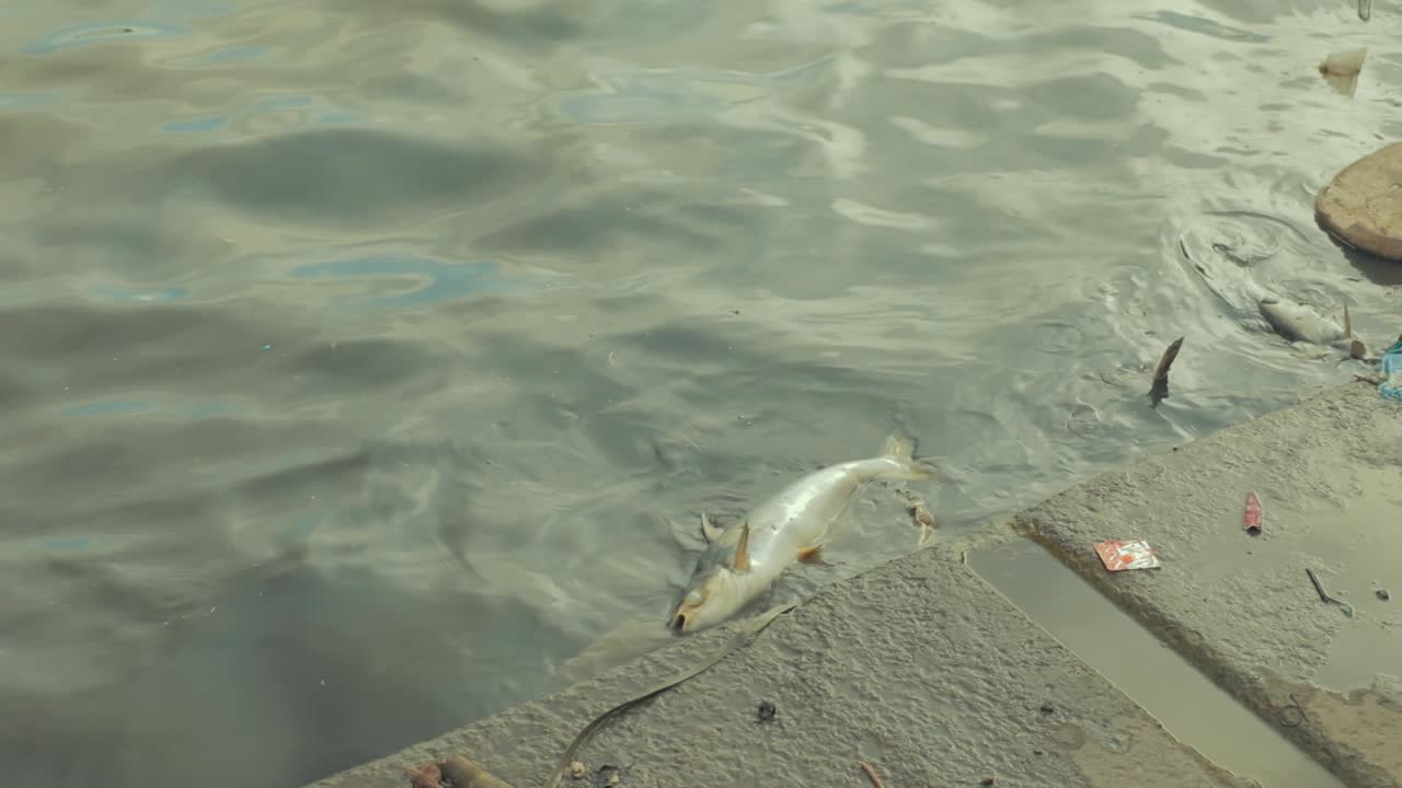 물고기가 죽었다