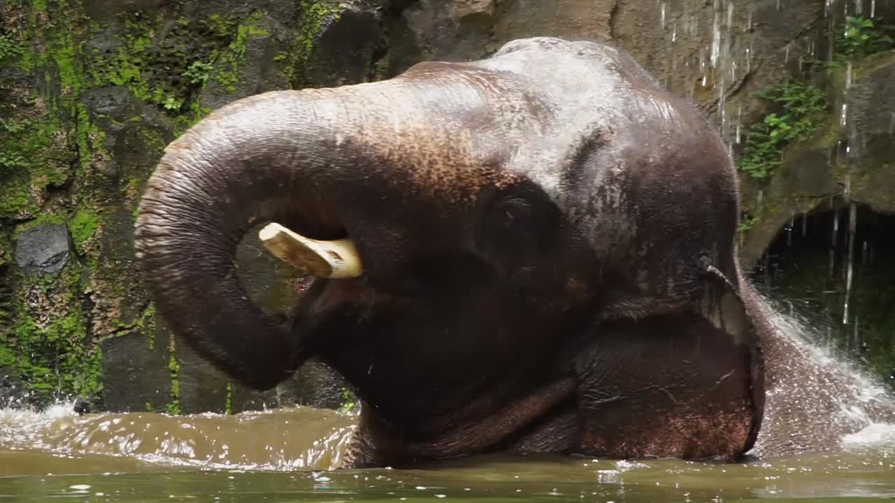 elefante sumergido en el agua de los baños del recinto bajo el goteo de agua por la roca de musgo