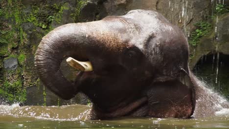 Elephant-immersed-in-water-of-enclosure-bathes-under-trickle-of-water-by-mossy-rock