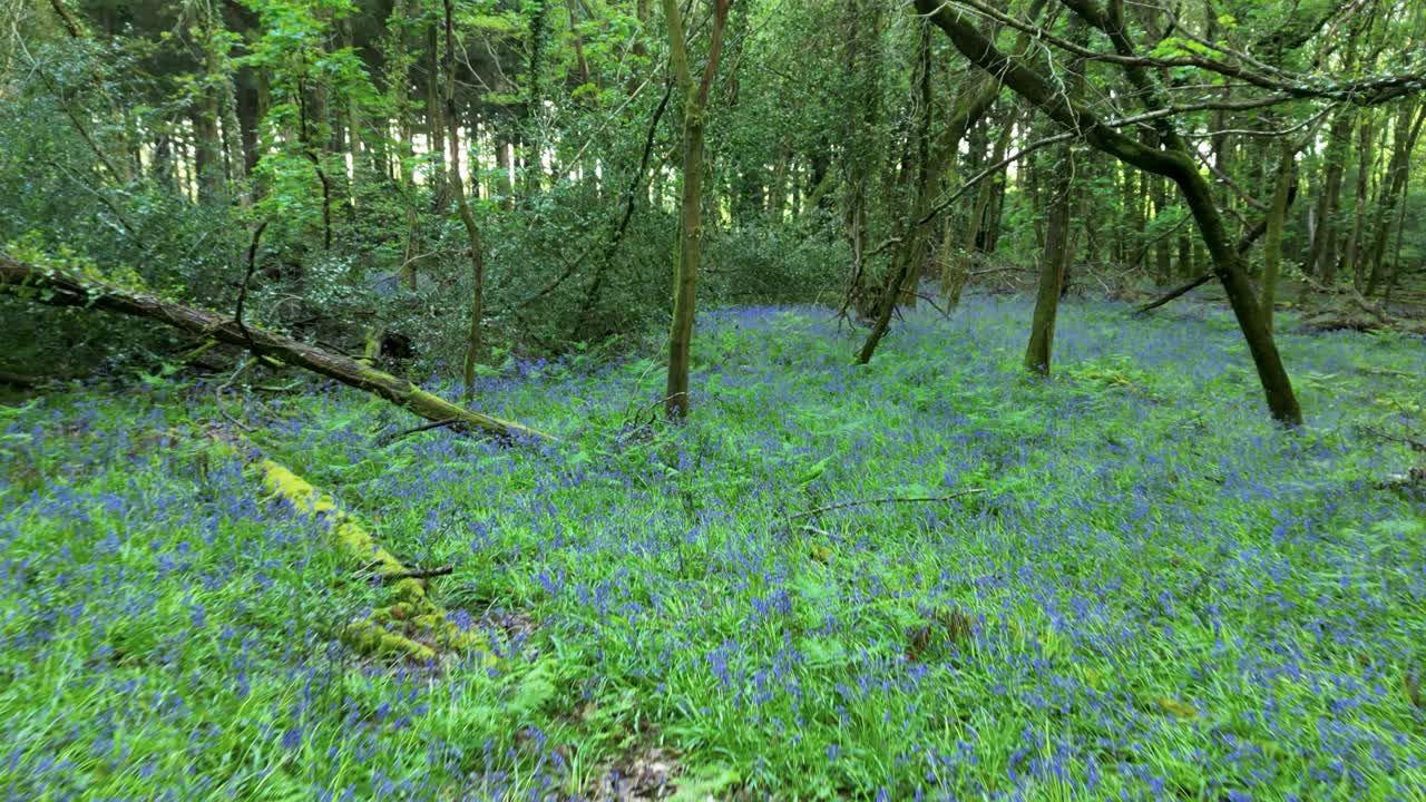 vuelo bajo a través de los bosques de bluebell con alfombra de bluebells y vibrante verde de primavera de los árboles