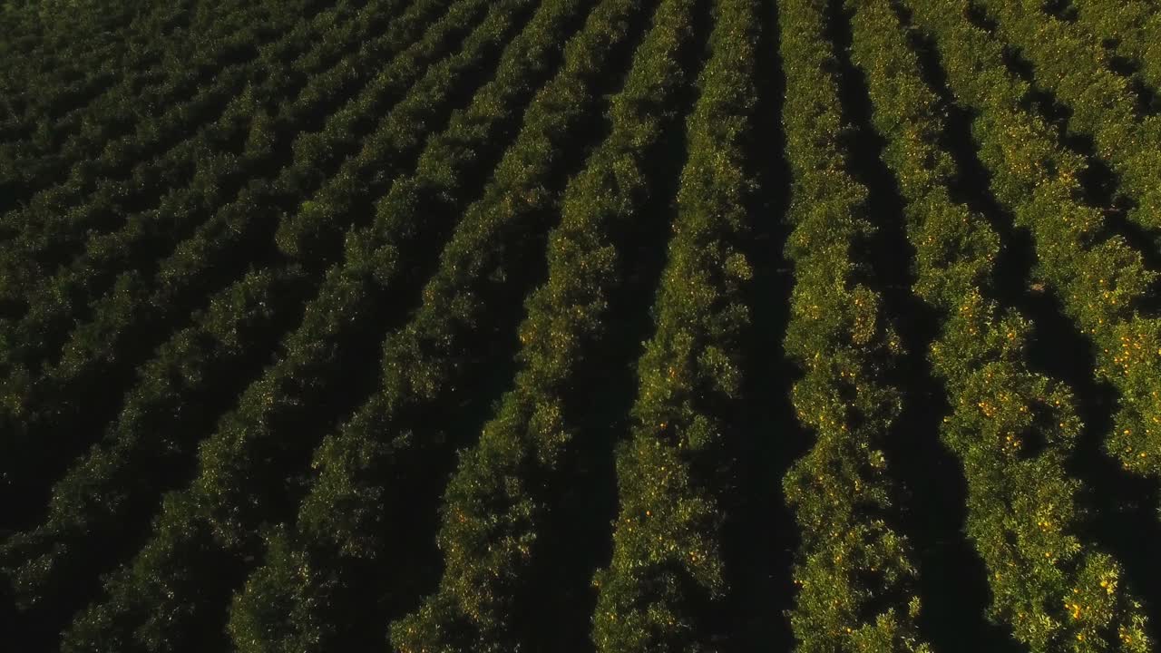 antena de un campo de naranja