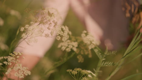 close-up of hand reaching gently towards delicate white wildflowers in lush grassy field, capturing serene connection with nature on sunny day, soft focus on hand and flowers