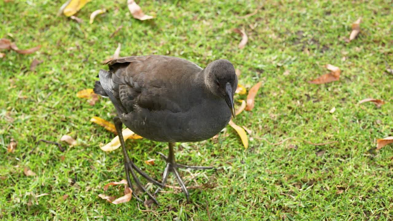 잔디에서 먹이를 찾는 어두운 모어헨