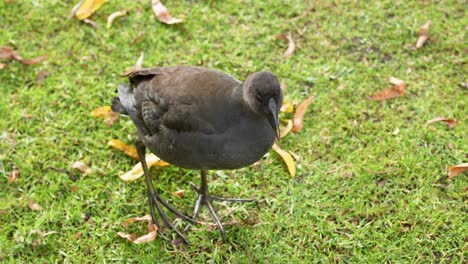 dusky moorhen foraging on grassy ground