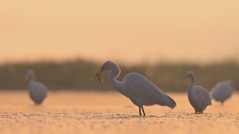 Flock-of-Great-egrets-fishing--in-Misty-morning