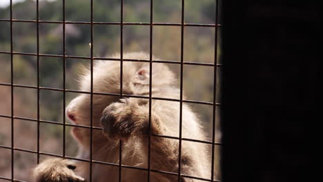 monkey is fed apples in japan