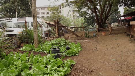 green vegetable garden in poor village by parked cars and faint smoke in background, tanzania, static