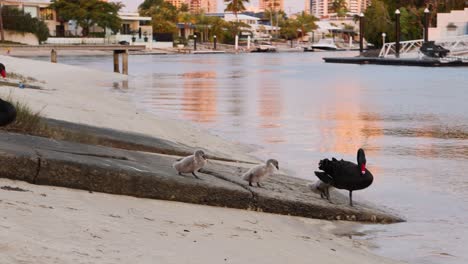 black swans and cygnets walking by the river