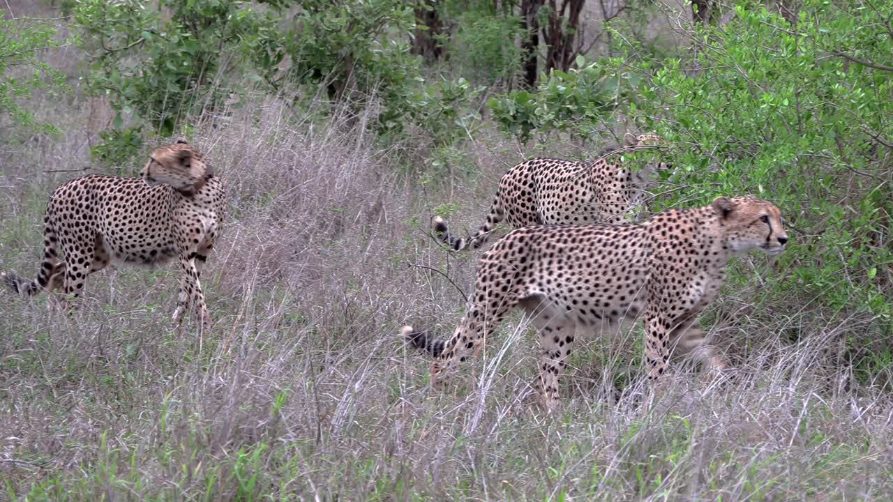 Cheetah brothers moving together as they appear from the bush