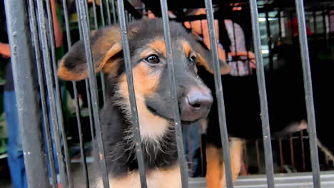 stray puppy behind cage bars, soft light, adoption theme, emotional rescue scene