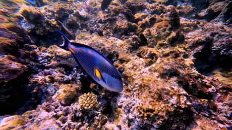 Buceador-Submarino-Pov-Suelo-Del-Mar-Rojo-En-Sinaí-Egipto-Pez-De-Cerca