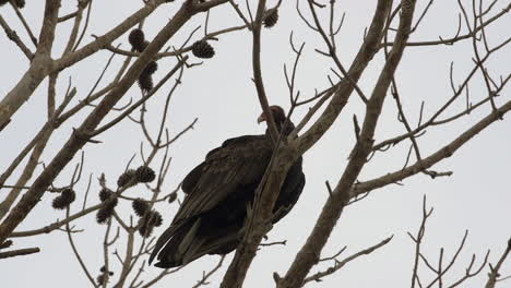 Buitre-De-Pavo-Sentado-En-Una-Rama-De-árbol-Desnudo-Durante-El-Invierno