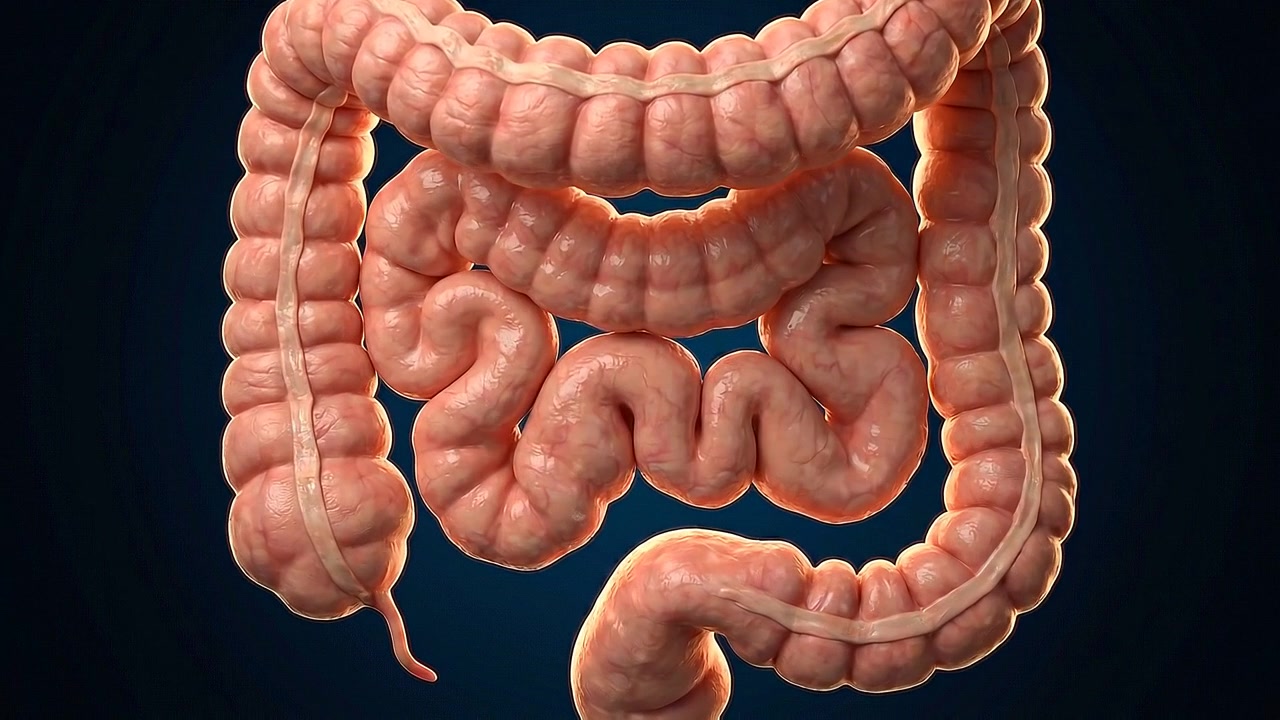 Isolated large intestine and colon displayed against dark blue background