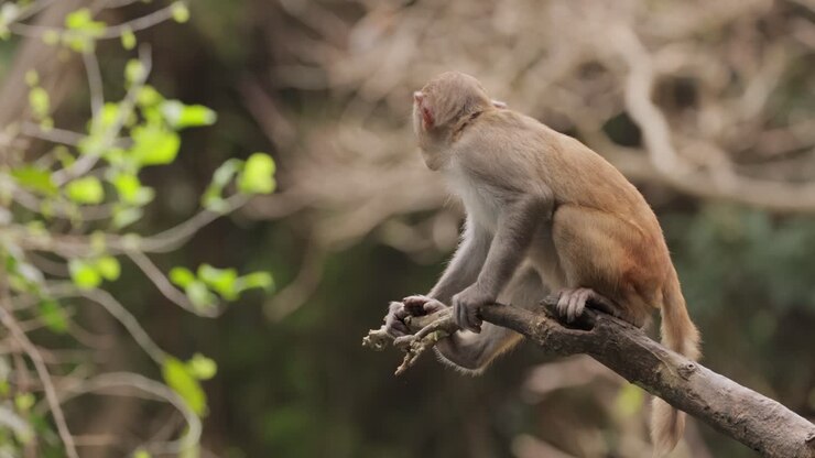 Rhesus Macaque on a Branch