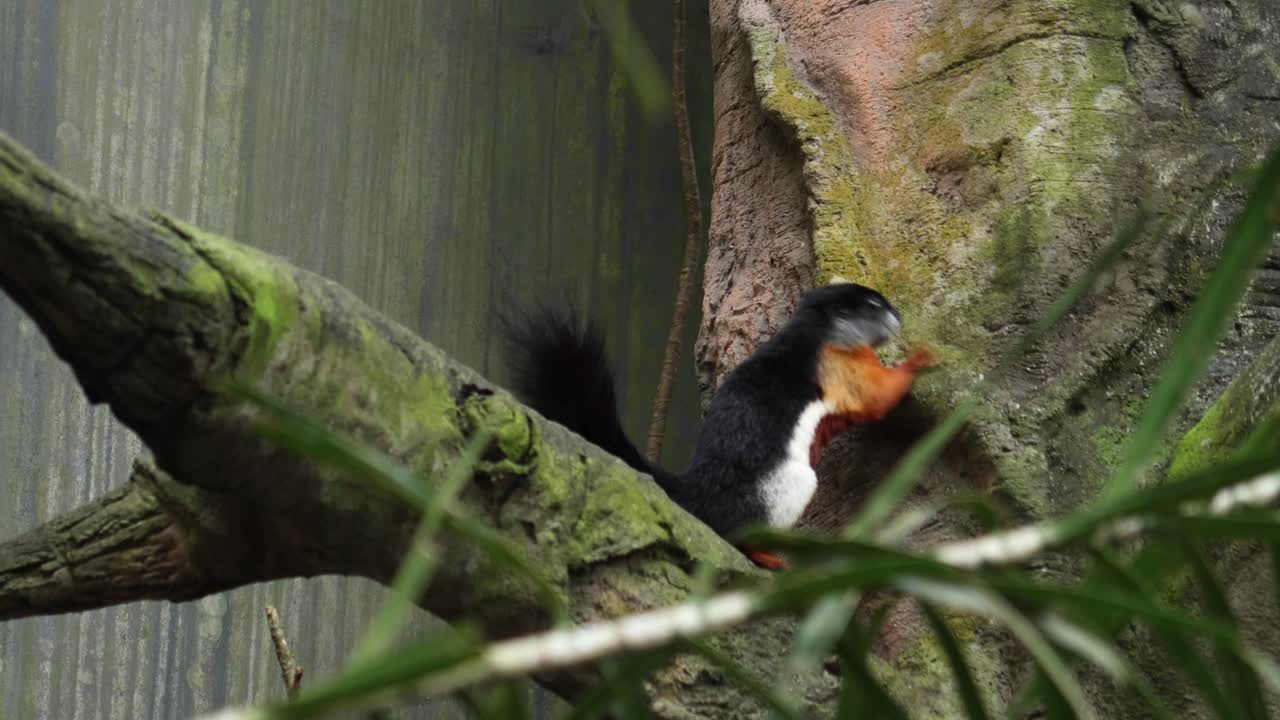 ardilla colorida en una rama de árbol