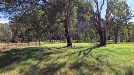 lentamente a través de un parque sereno y iluminado por el sol con árboles