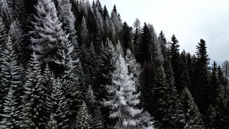 Aerial-View-Of-White-Winter-Covered-Pines-On-Mountain-Slope-In-Bedretto,-Switzerland