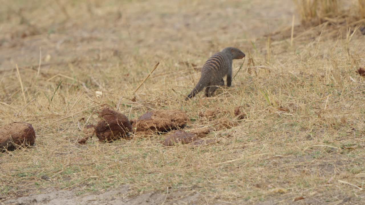 A banded mongoose (Mungos mungo) walks away from camera, foraging through dry golden grassland in Kruger National Park, South Africa. Slow motion wildlife footage