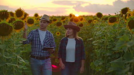 Two-farmers-a-man-and-a-woman-using-a-tablet-computer-in-a-field-with-sunflowers-at-sunset-estimate-the-harvest-and-profit-from-their-business.-Family-business.-the-concept-of-modern-farmers.