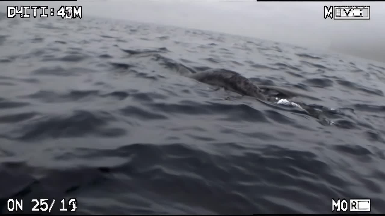 Dark ocean waves gently ripple as a large marine creature surfaces, creating a mesmerizing scene of nature's beauty and mystery in a tranquil aquatic environment