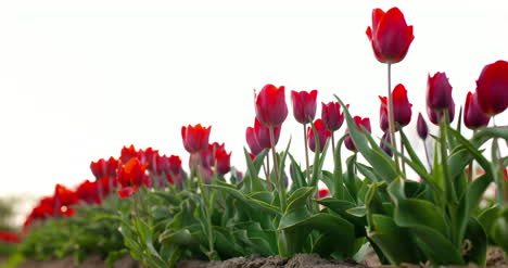 Tulpen-Auf-Landwirtschaftsfeld-Holland-4