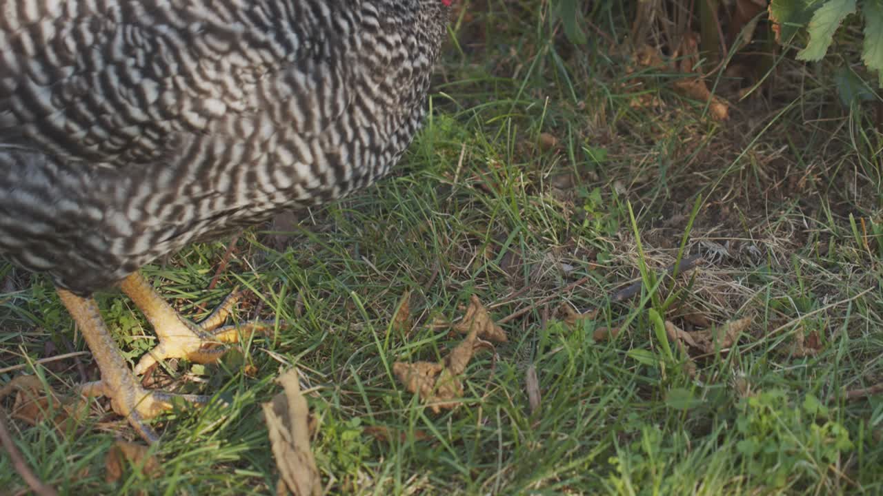 pollo rayado buscando insectos bajo un arbusto verde en cámara lenta