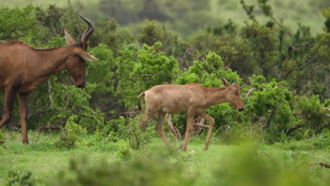 Joven-Familia-Hartebeest-Roja-Camina-A-Través-De-La-Sabana-Africana-Verde-Lluviosa