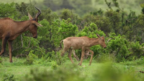 joven familia hartebeest roja camina a través de la sabana africana verde lluviosa