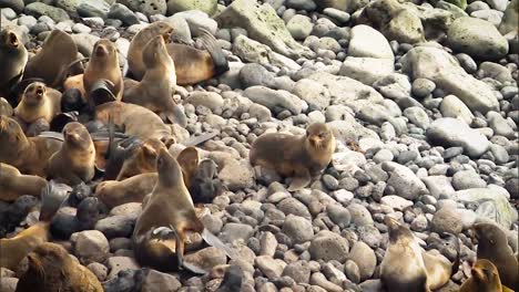 northern fur seals and their newly born cubs hang out on rocks near the beach of the pribilof islands